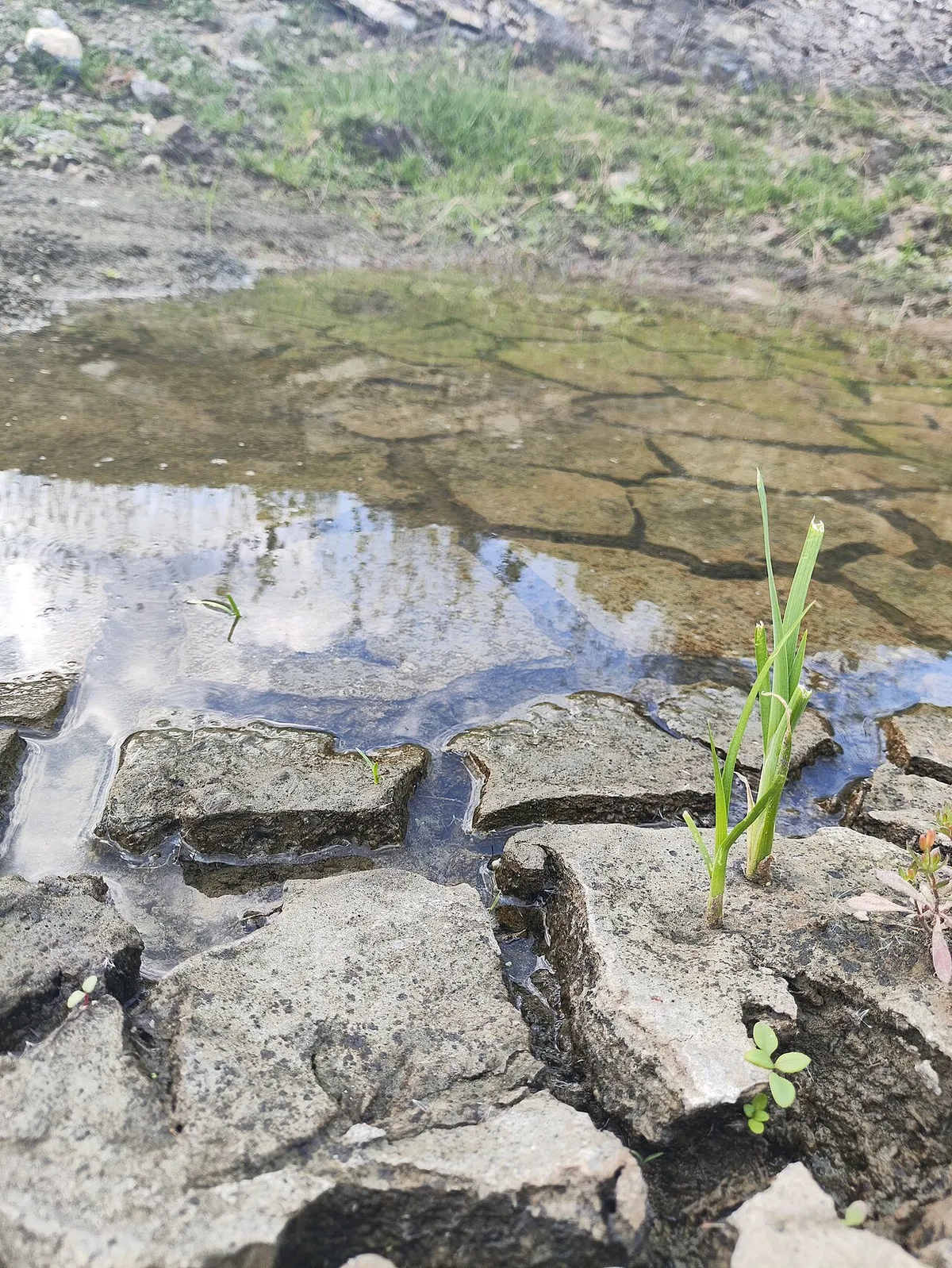 Cracked clay soil with rainwater pooling on the surface
