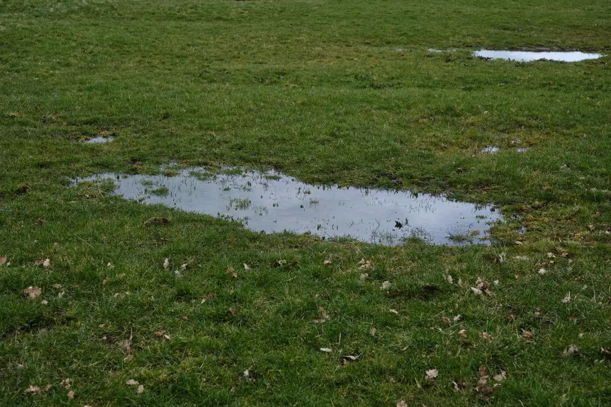 Standing water pooling on a lawn after heavy rain in Prosper TX